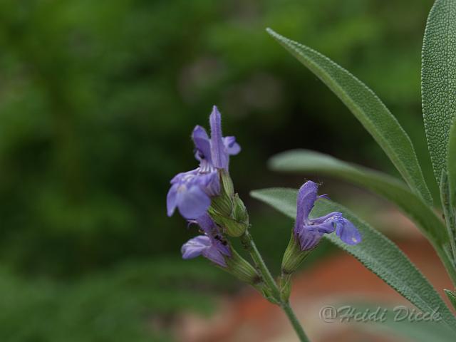 Salvia off Nana_1.JPG
